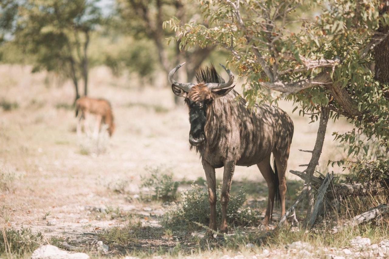 Etosha Safari Campsite Kültér fotó