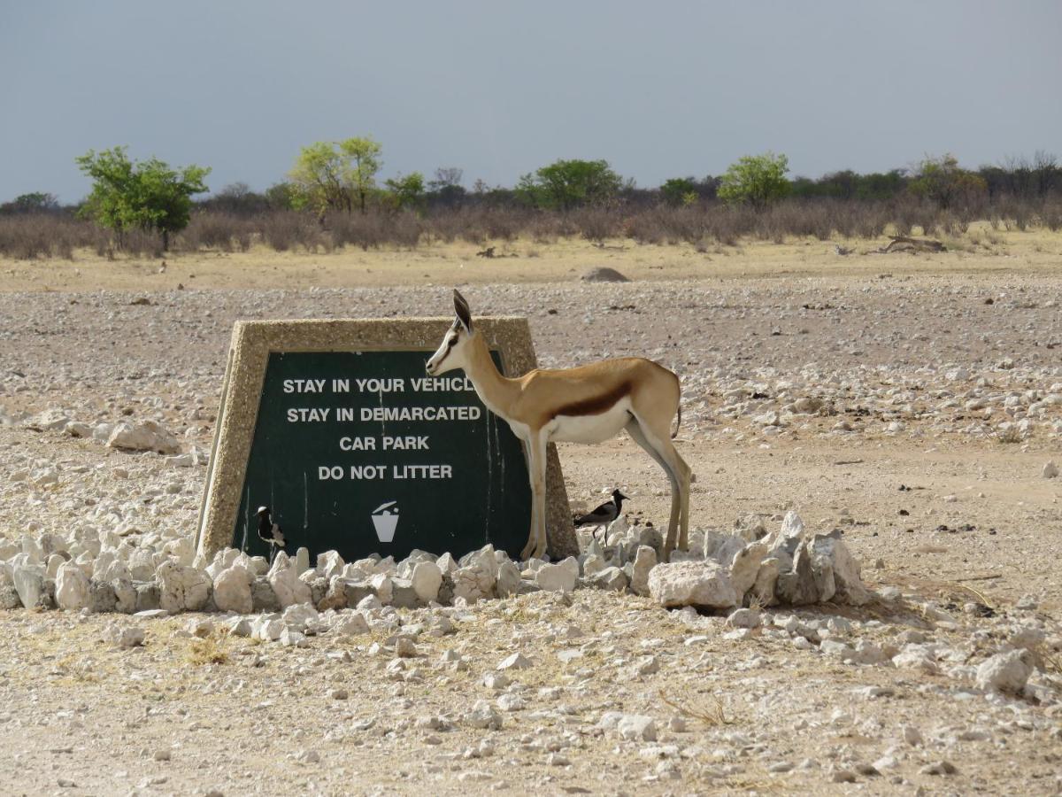 Etosha Safari Campsite Kültér fotó
